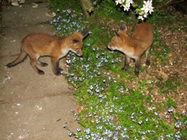 two fox cubs