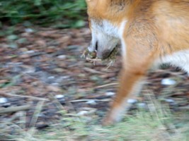 fox cub and frog