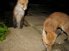  two fox cubs