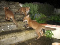  three fox cubs