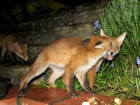  two fox cubs