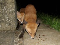  fox cubs