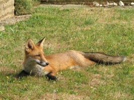 fox cub