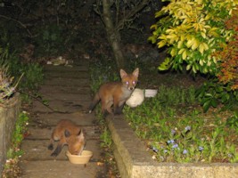 two fox cubs