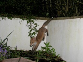  fox cub leaping
