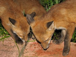  fox cubs