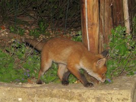 fox cub