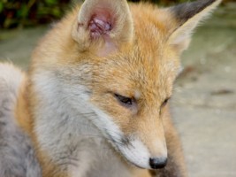 Fox Cubs Gallery 3