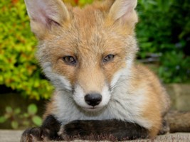  fox cub