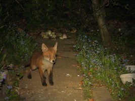 fox cub