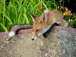 fox cub