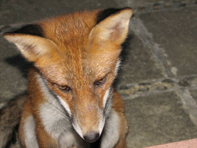 fox cubs