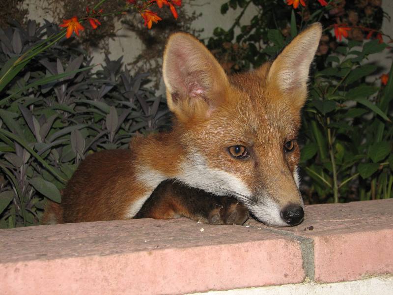 fox cubs