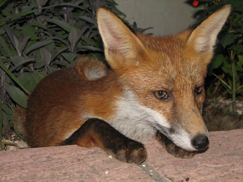 fox cubs