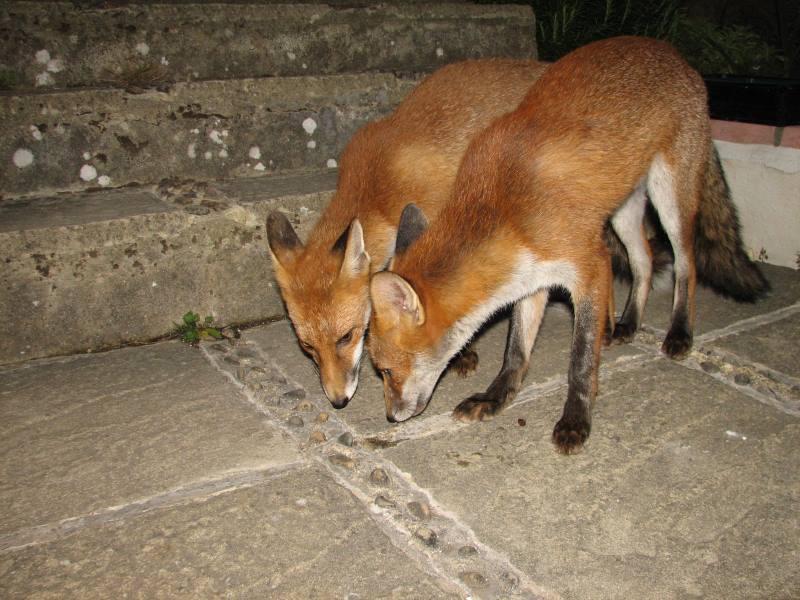 fox cubs