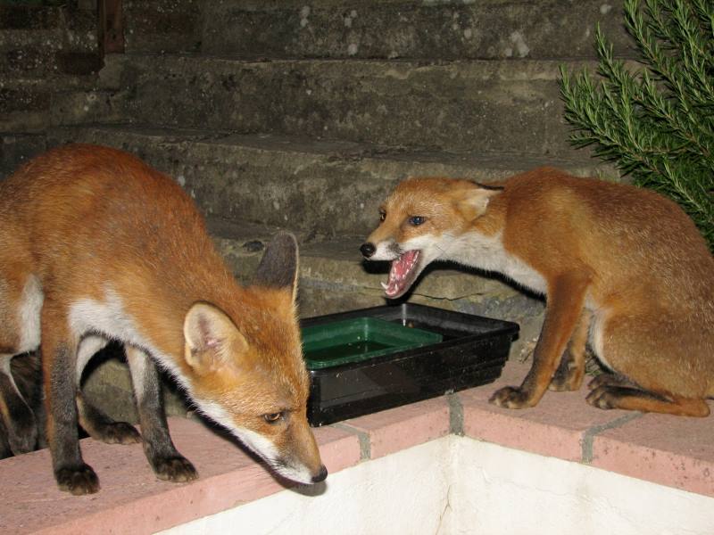 fox cubs