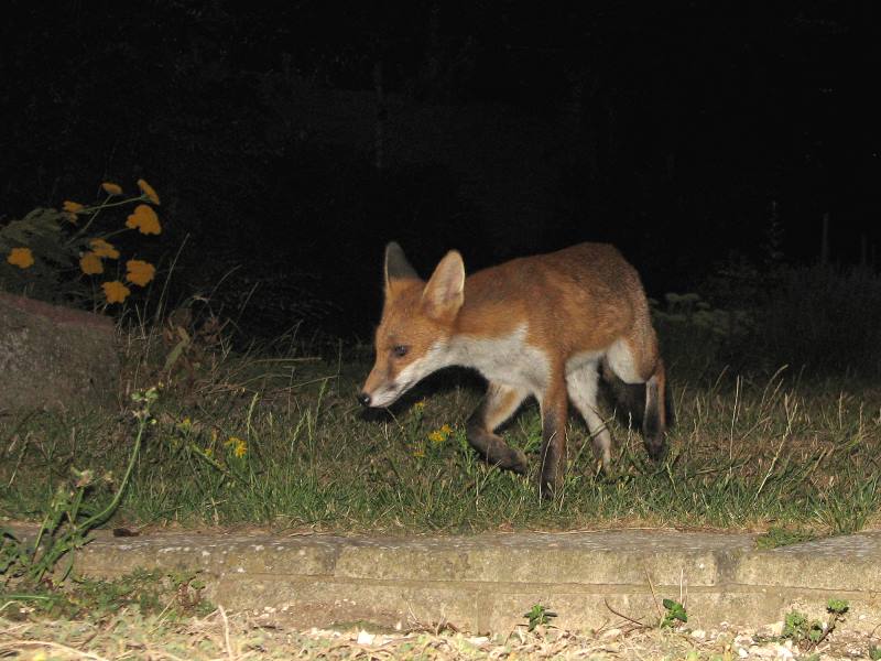 fox cubs