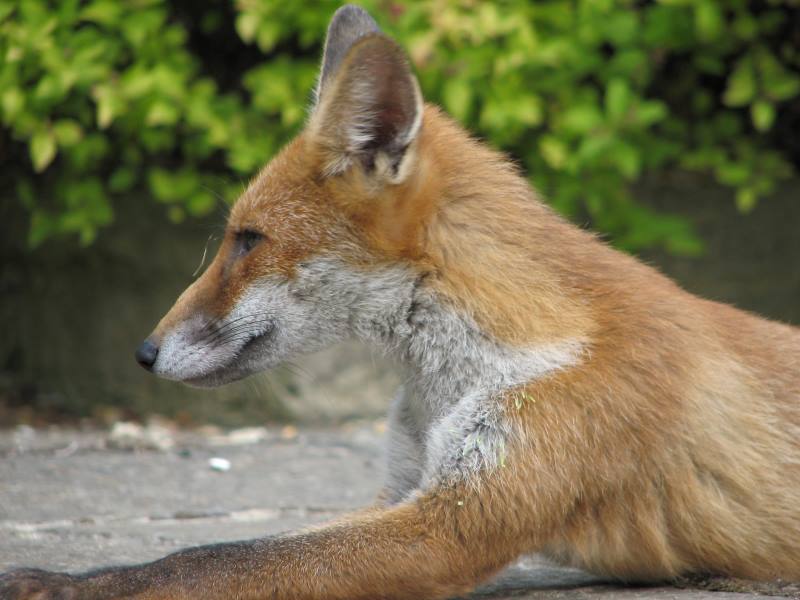 fox cubs