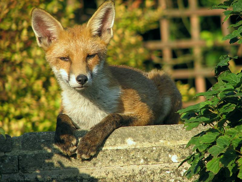 fox cubs