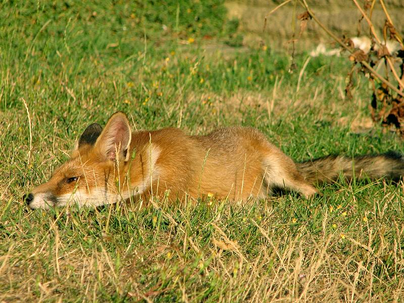 fox cubs