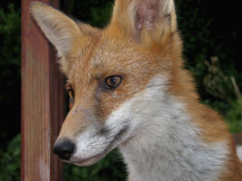 fox cubs