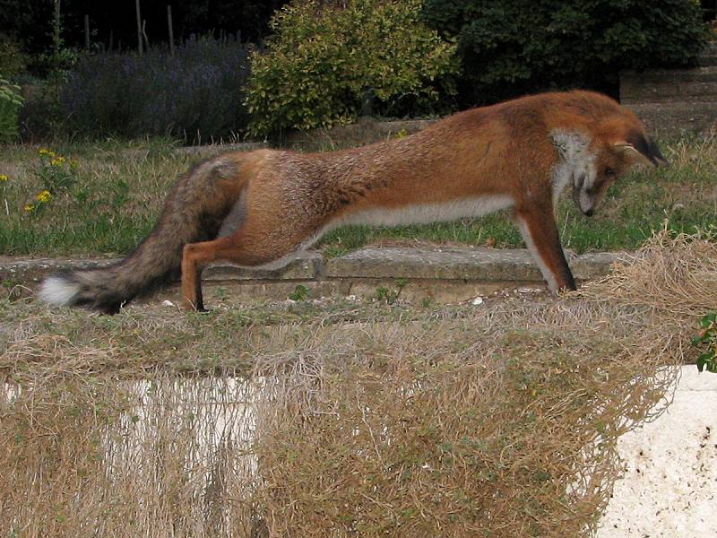 fox cubs