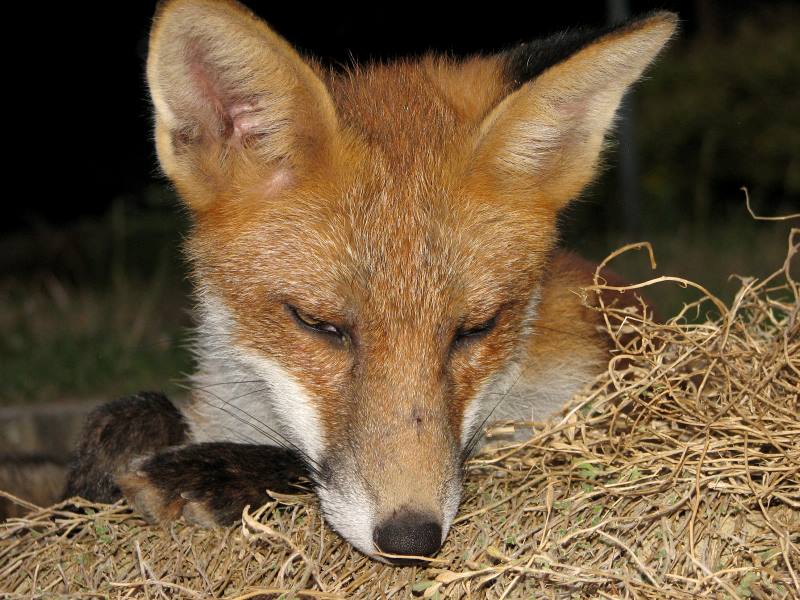 fox cubs