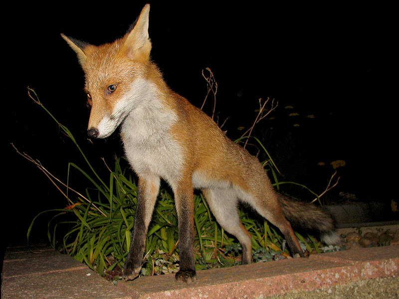 fox cubs