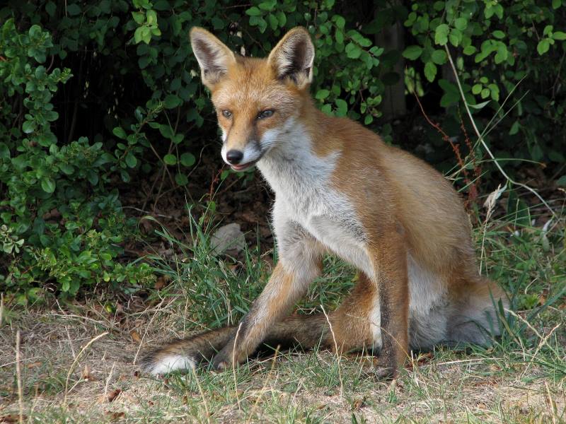 fox cubs