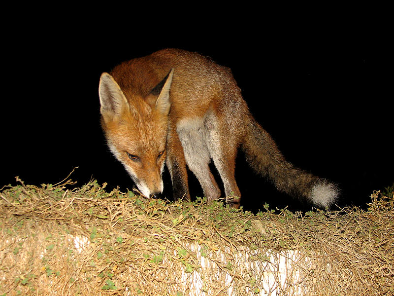 fox cubs