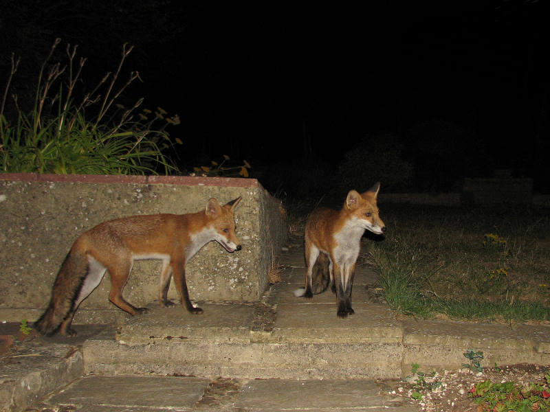 fox cubs