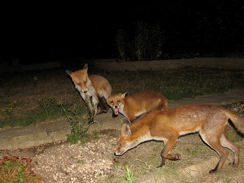 fox cubs