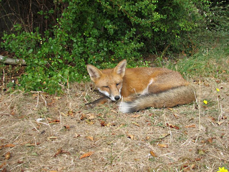 fox cubs