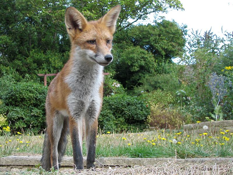 fox cubs