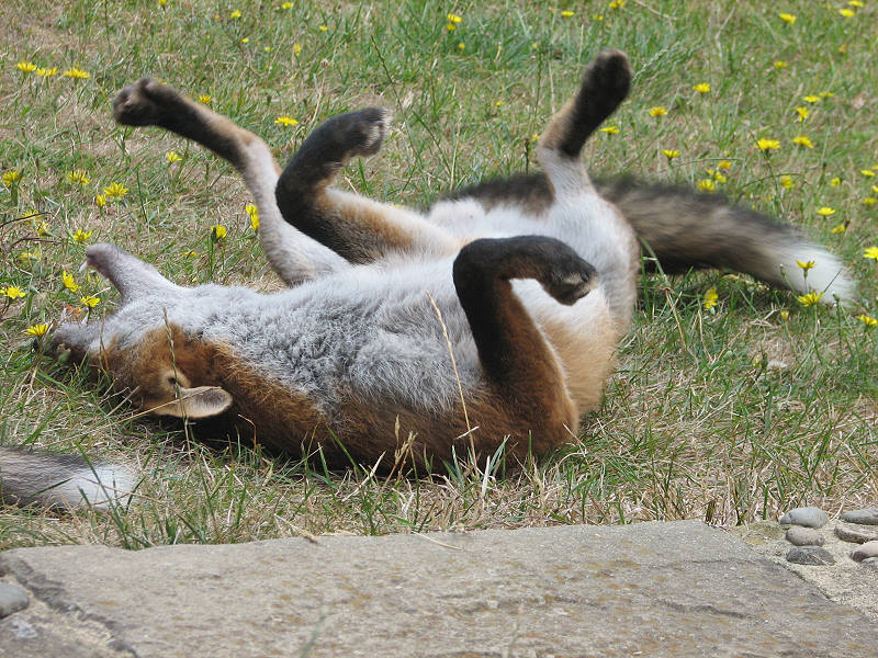 fox cubs