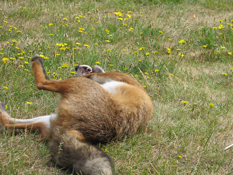 fox cubs