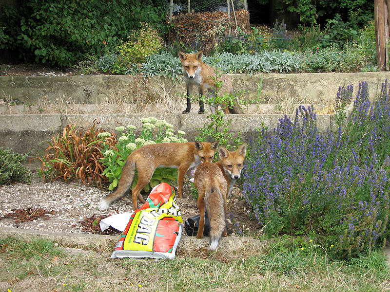 fox cubs