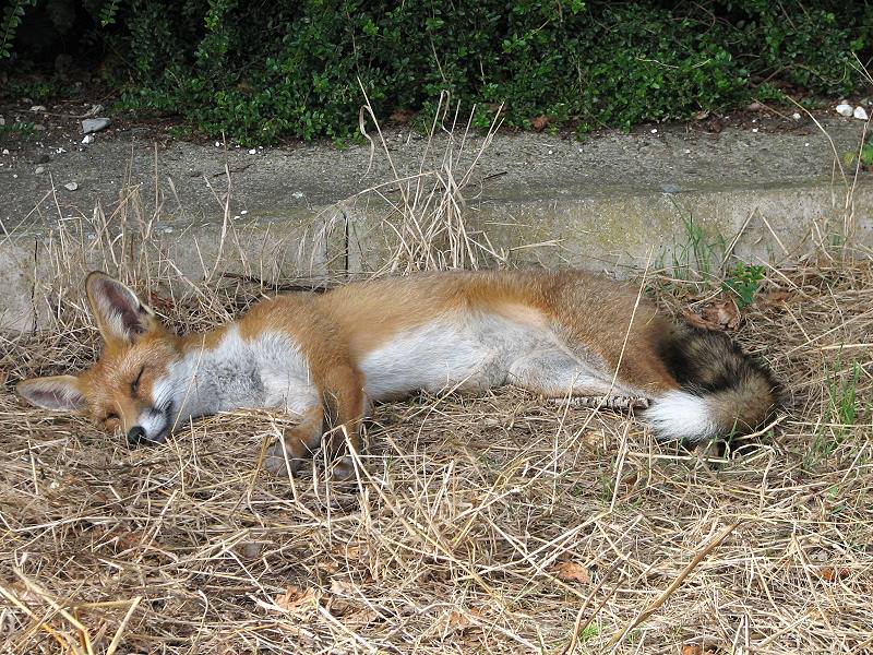 fox cubs