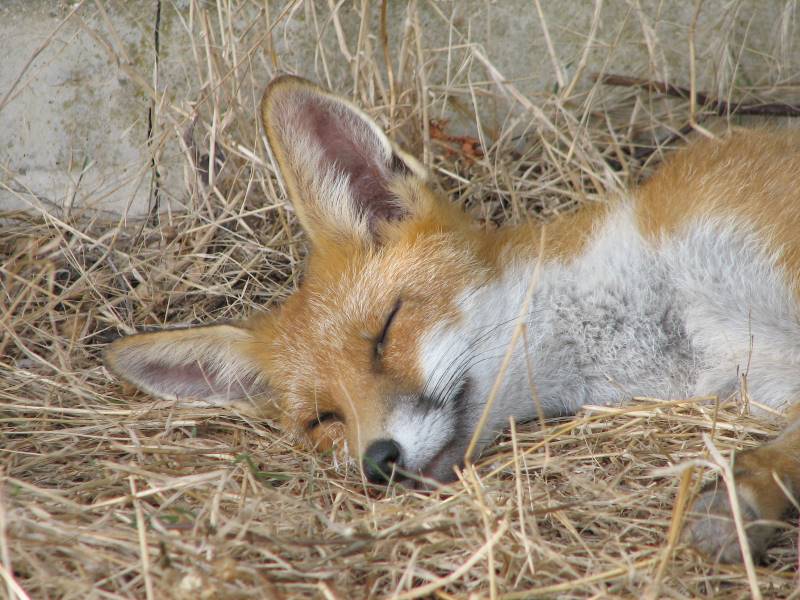 fox cubs