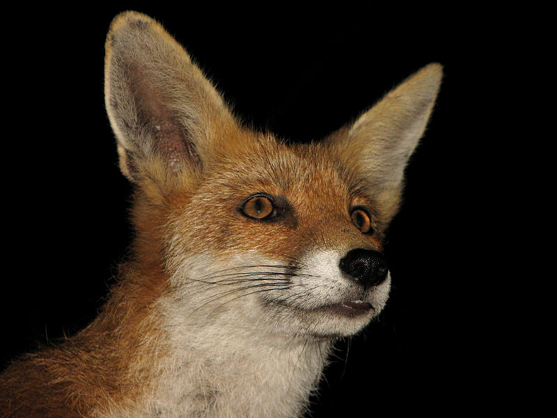 fox cubs