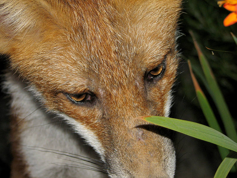 fox cubs