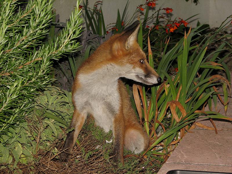 fox cubs