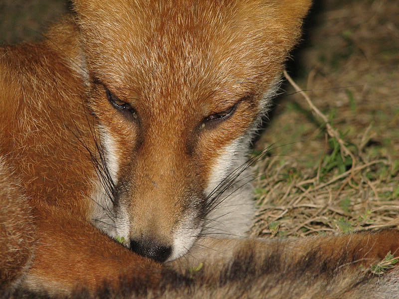 fox cubs