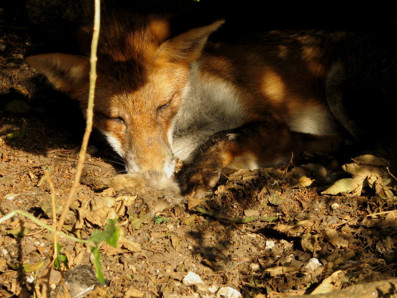 fox cubs