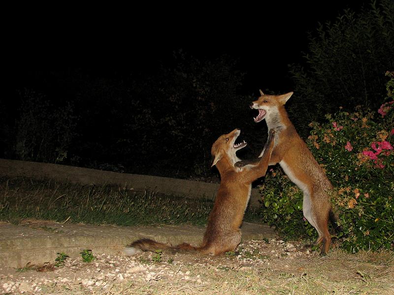 fox cubs