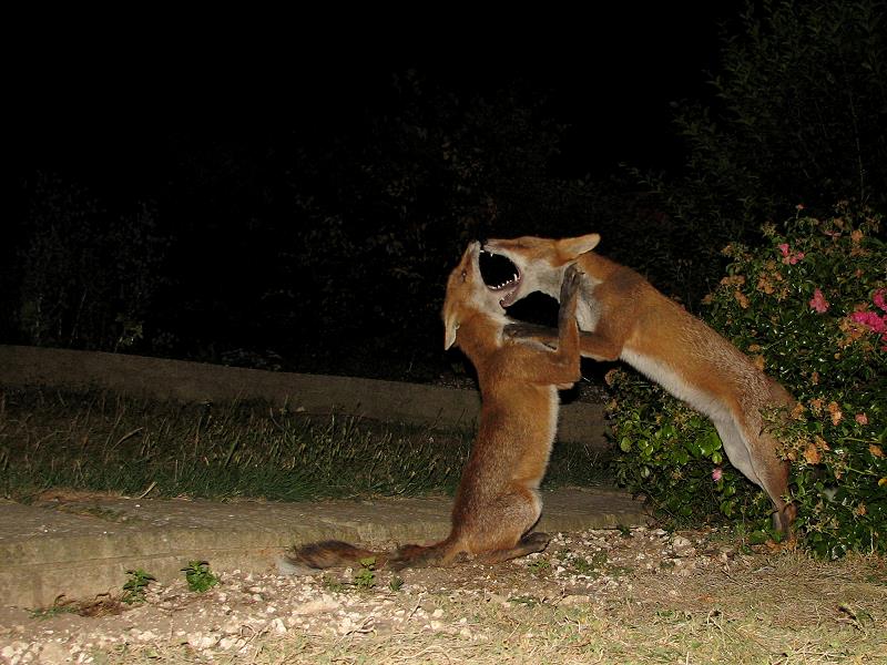 fox cubs