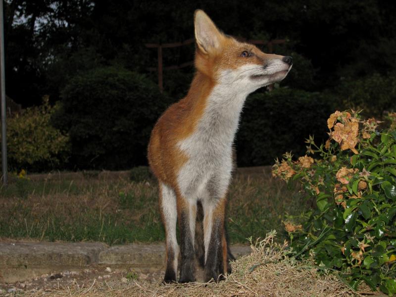 fox cubs