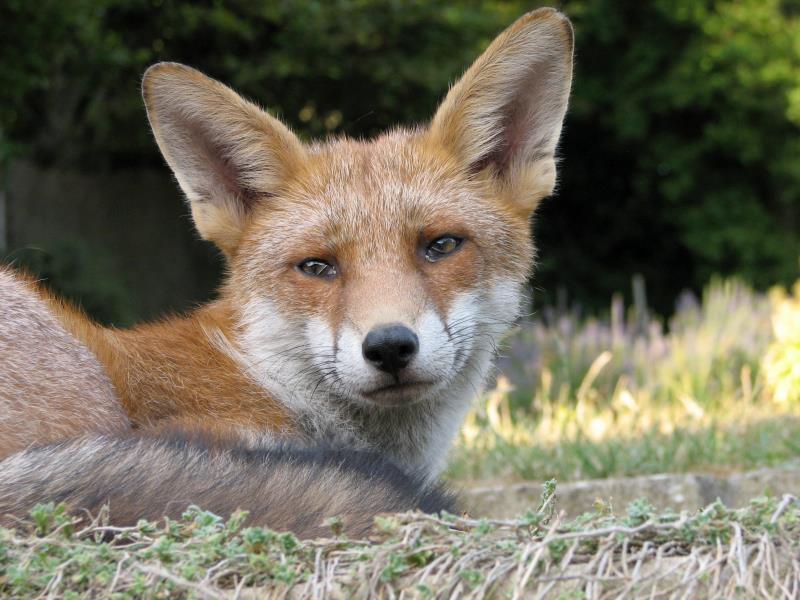 fox cubs