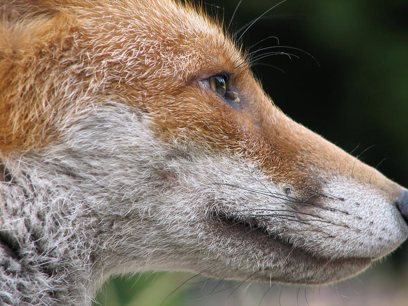 fox cubs