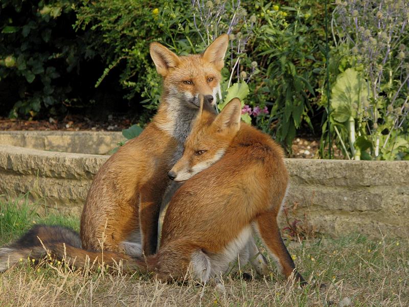 fox cubs